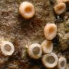 Dimerella pineti